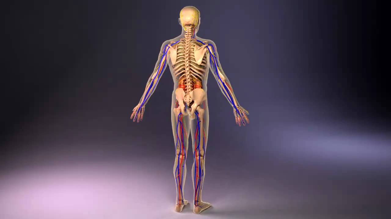 3d human body